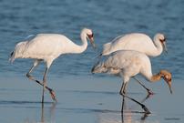 Whooping Crane Weekend Tour for 2 with Penfeathers